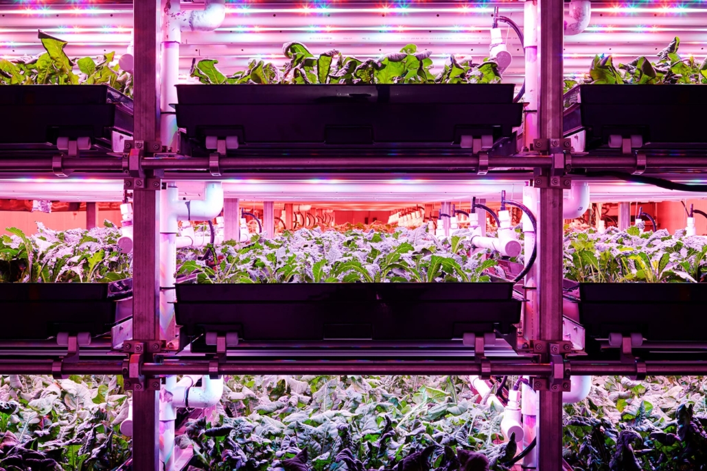 Elevate with vertical farming to combat food insecurity